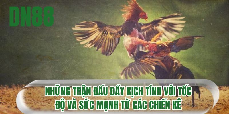 Những trận đấu đầy kịch tính với tốc độ và sức mạnh từ các chiến kê